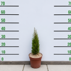 Cyprus vždyzelený (Cupressus sempervirens) ´TOTEM´  - výška 25-35 cm, kont. C2L
